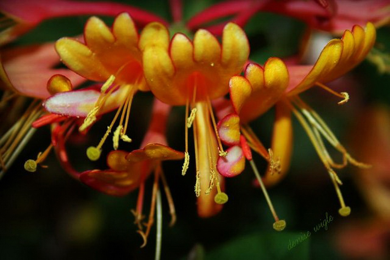 honeysuckle.jpg