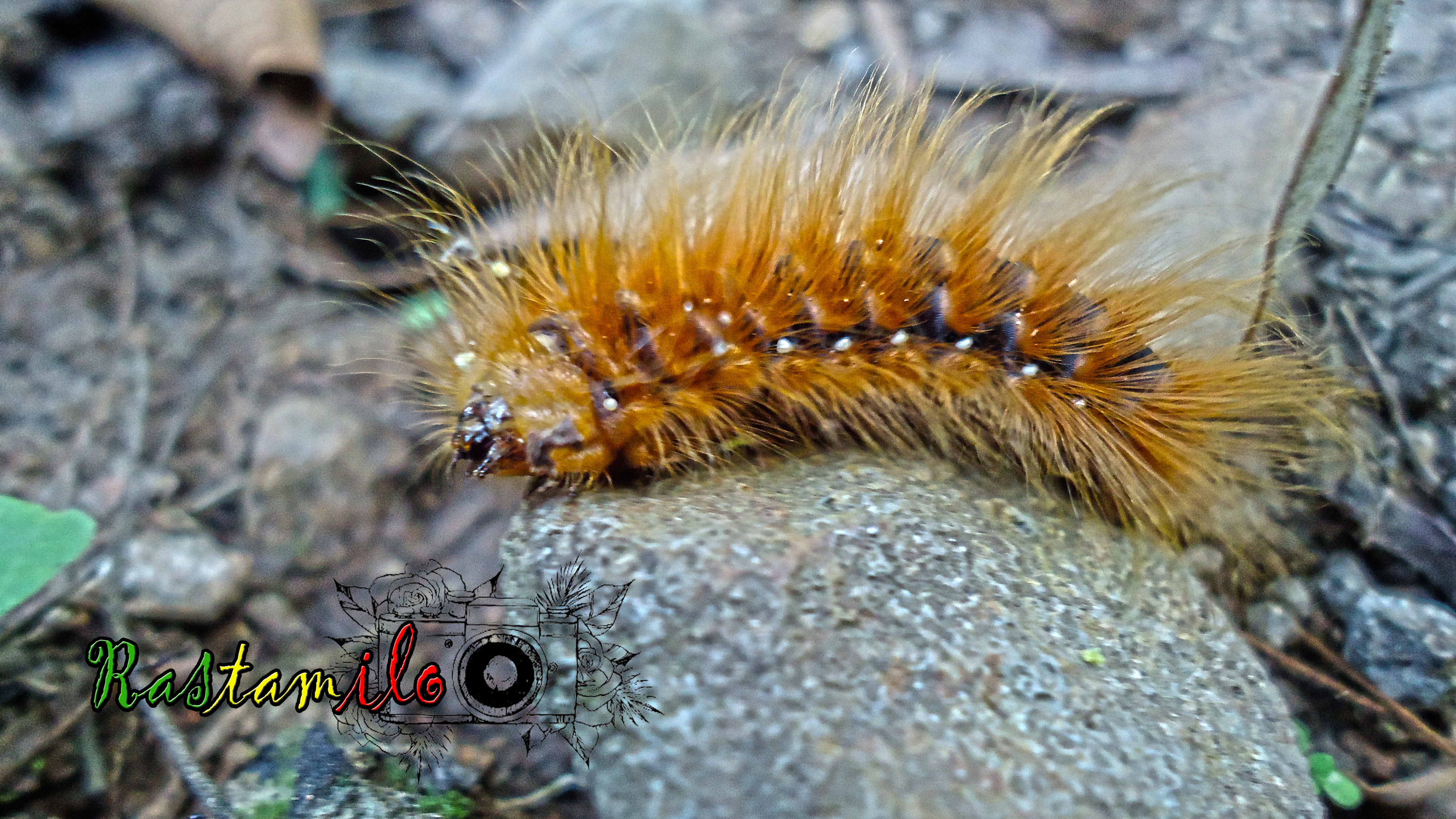 Lepidoptera Arctiidae GUSANO PELUDO.jpg