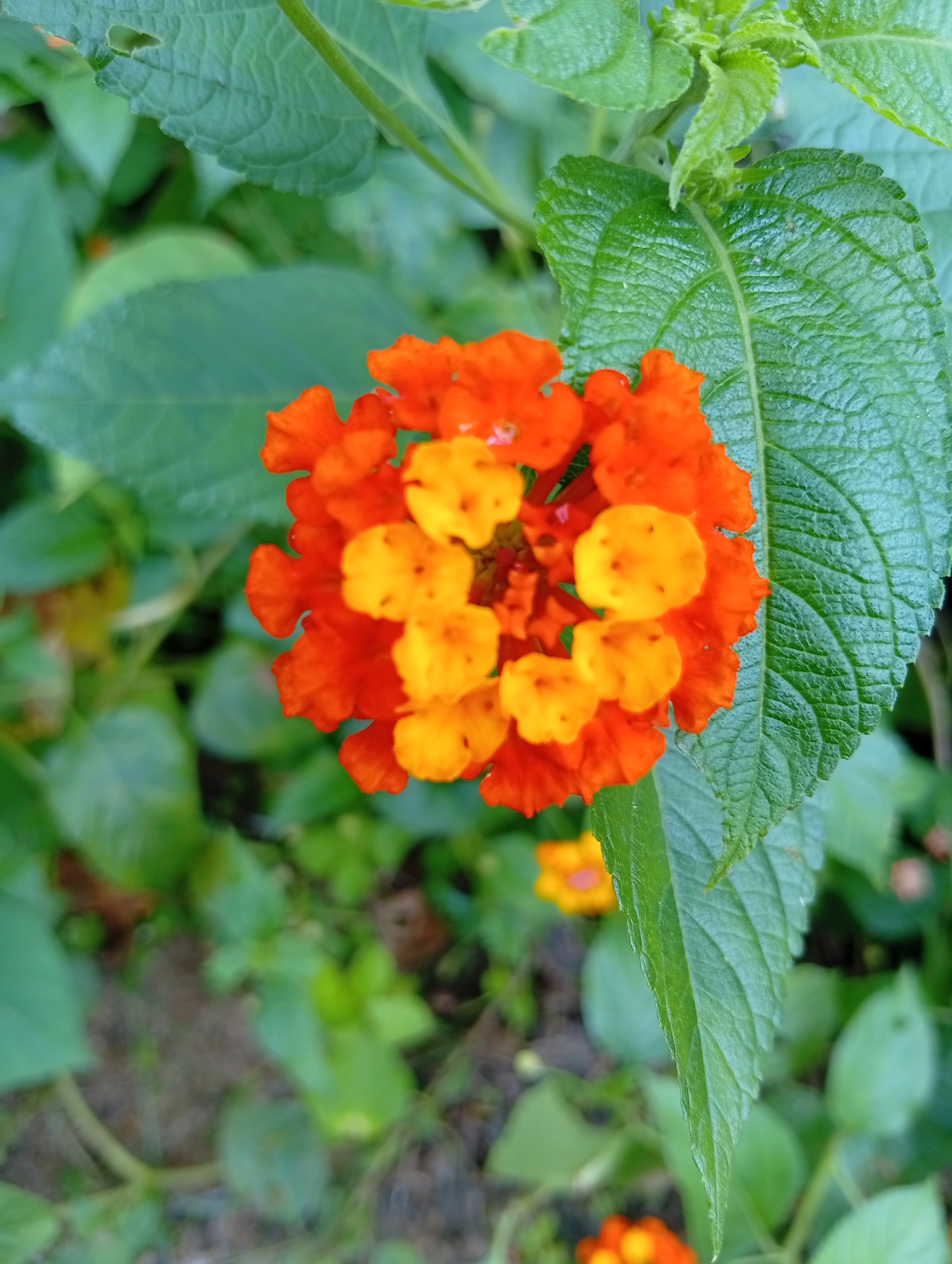 350252.jpg