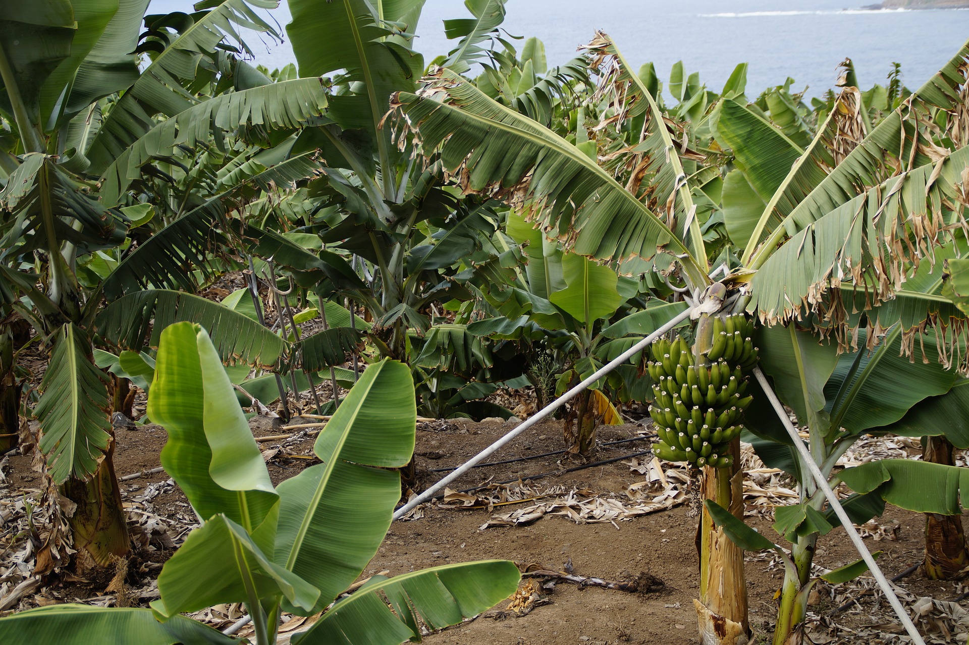 Шри Ланка банановая плантация