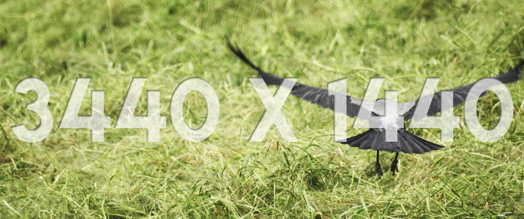 02 3440x1440 Thumbnail Crow Glider.jpg