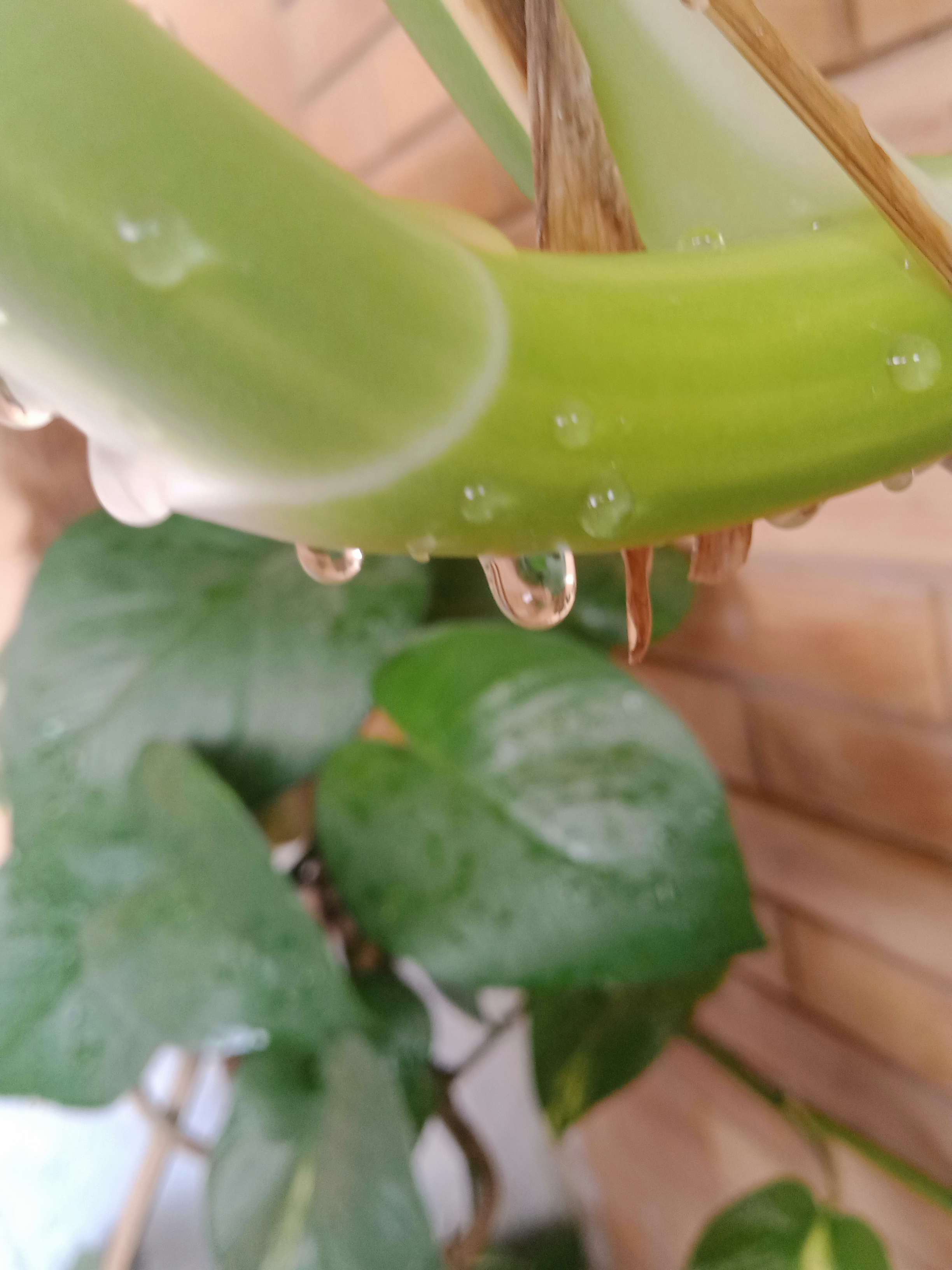 IMG20210512091913.jpg