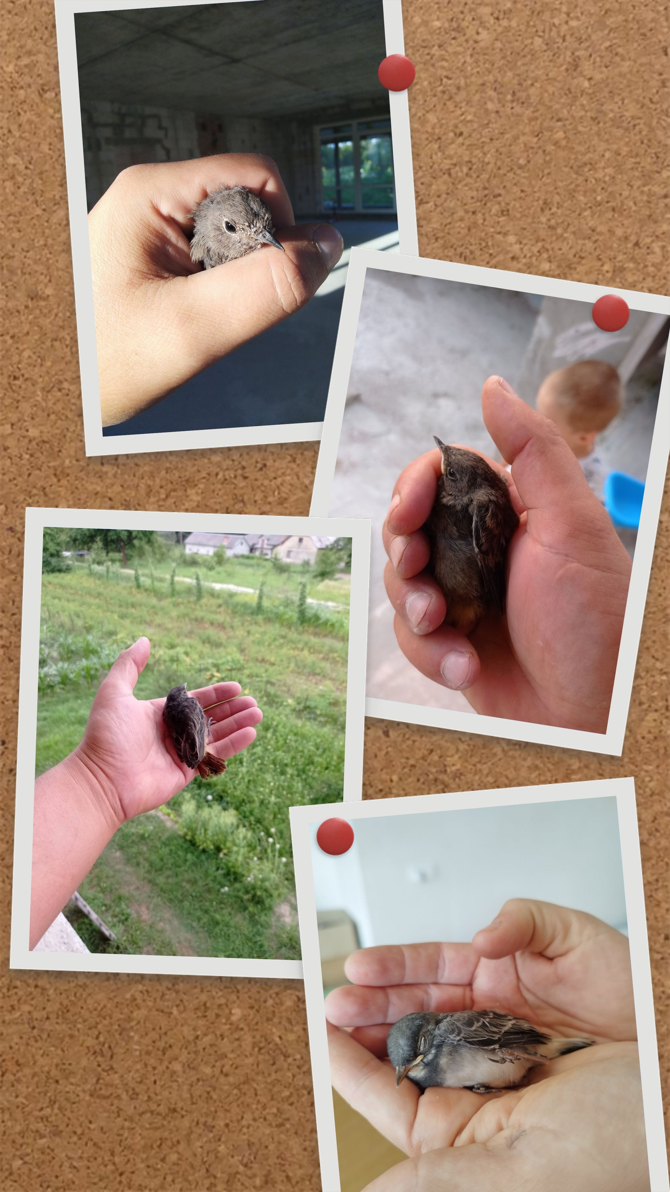 IMG_20200803_193808-COLLAGE.jpg