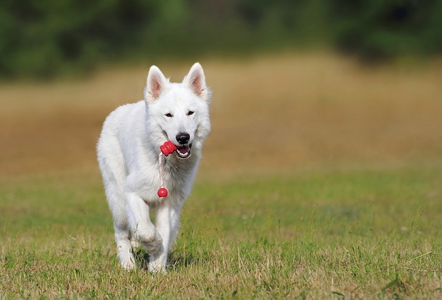 swiss-shepherd-dog-354526_640.jpg