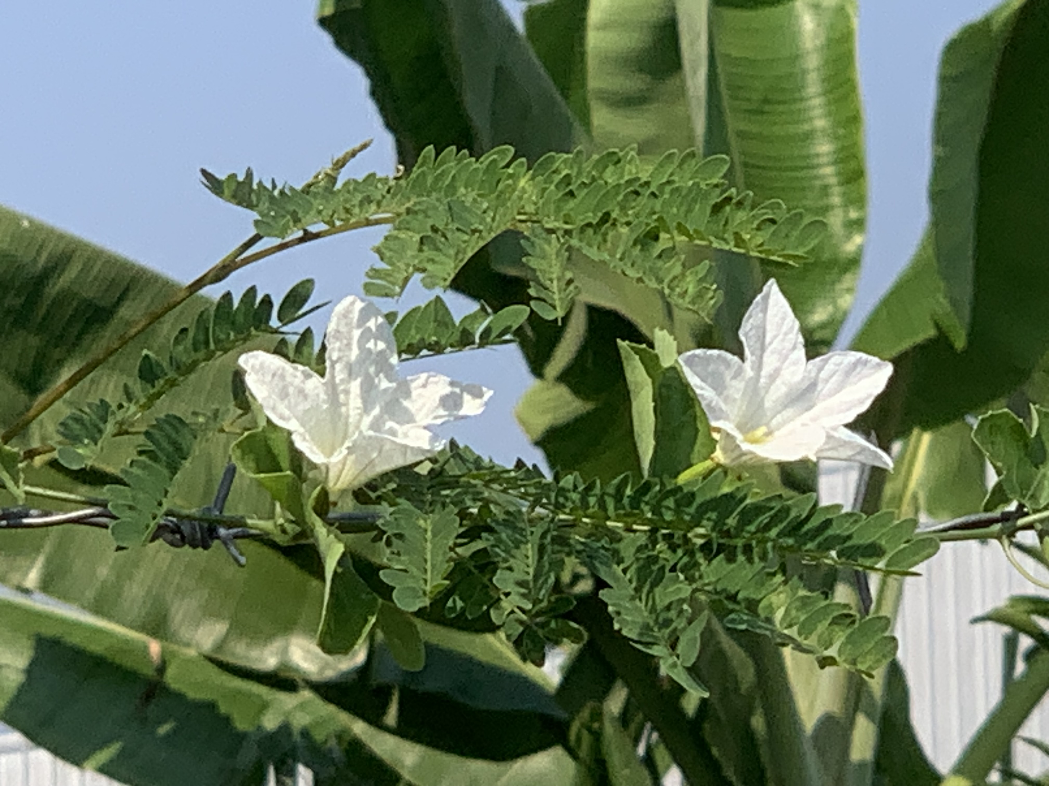 Gorgeous white wildflowers8.jpg