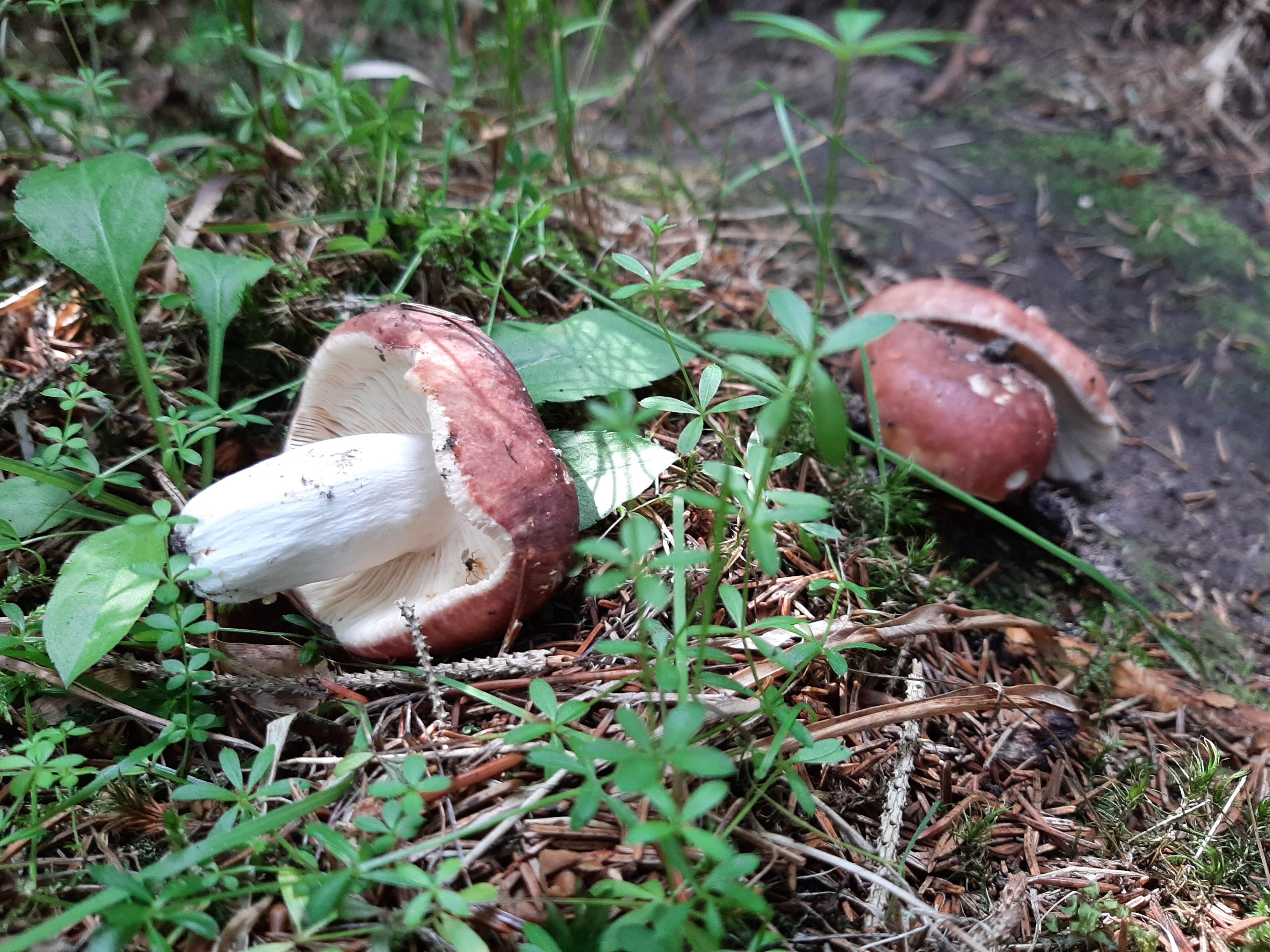 20260726_110109.jpg