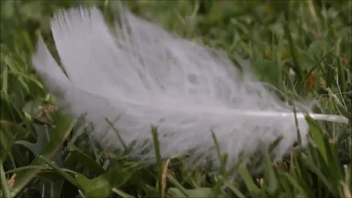 feather.gif