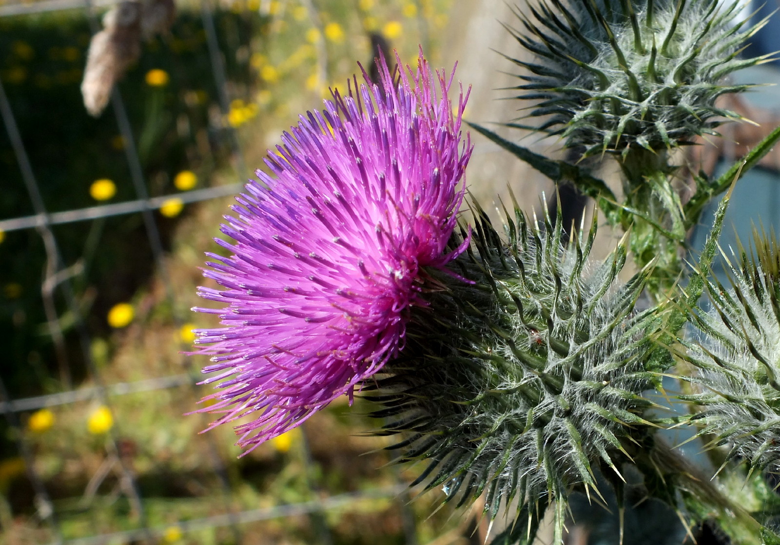 0930-Thistle.JPG