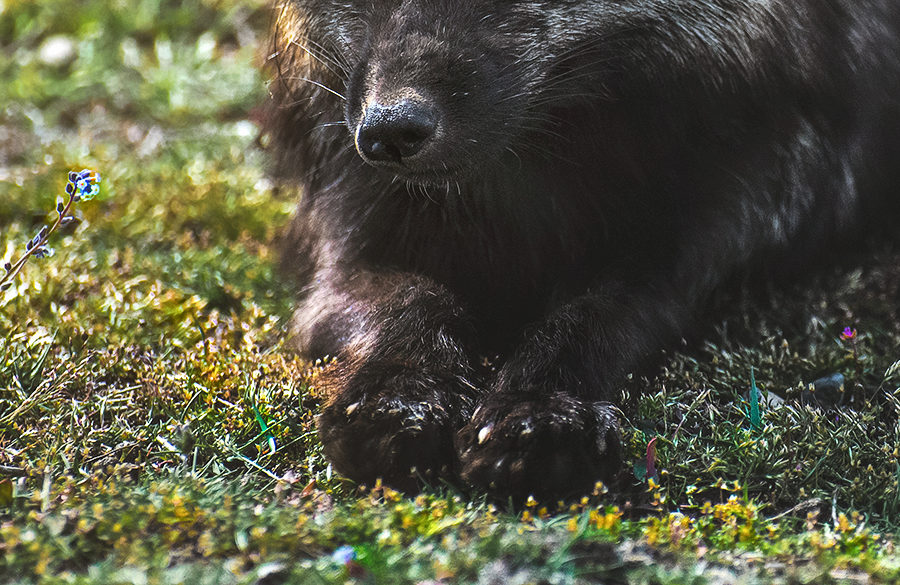 crimsonclad-black-fox3.png