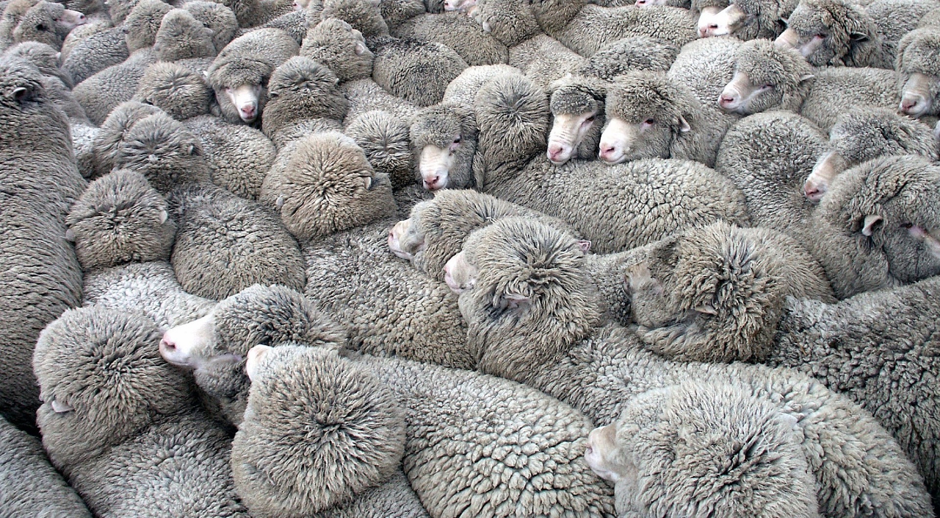sheep-3661084_1920.jpg