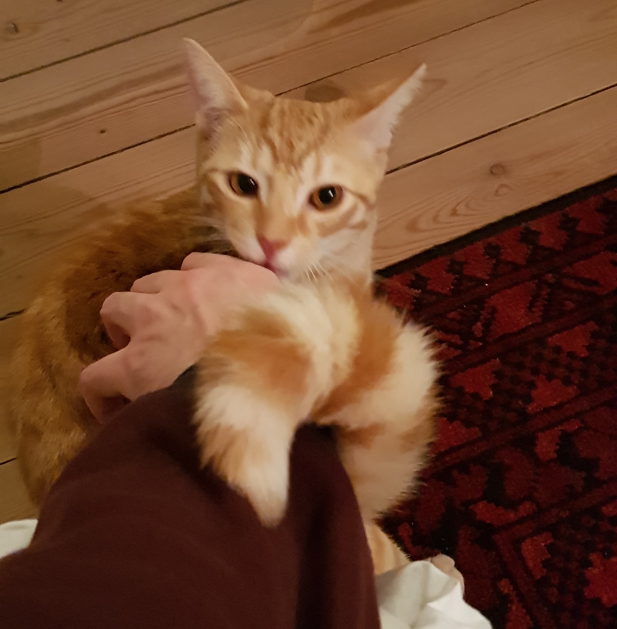 20190315_222407.jpg