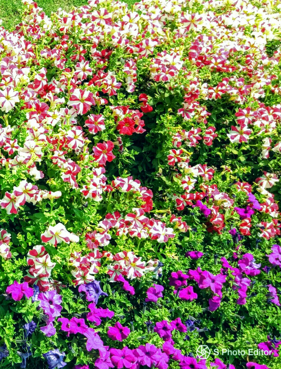 IMG_20180525_074802.jpg