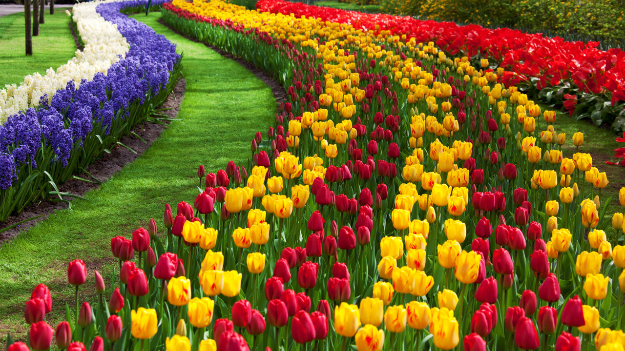 Photography And Natural Image Of Flower Garden Steemkr