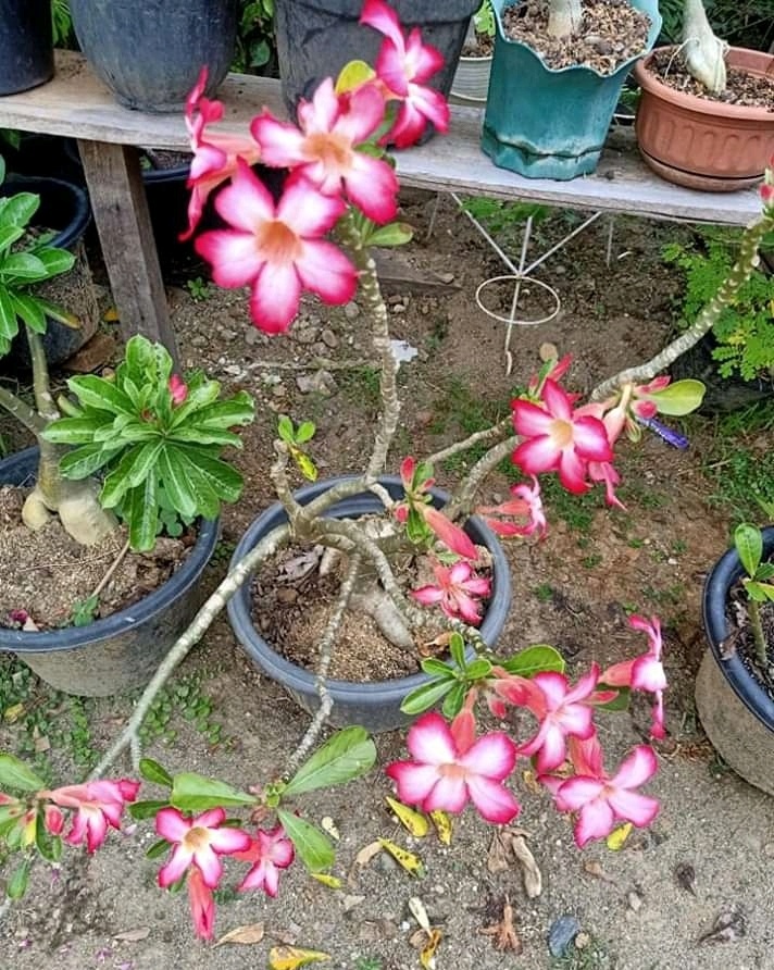 Terkeren 15+ Gambar Bunga Kamboja Dalam Pot Gambar Bunga HD