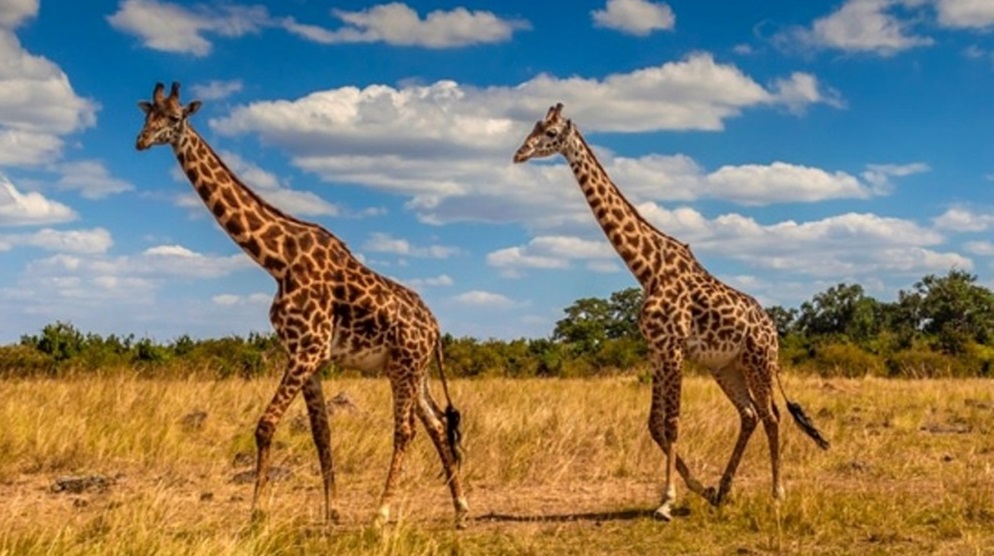 1609163334_5fe9e246039ba_giraffeq1.jpg