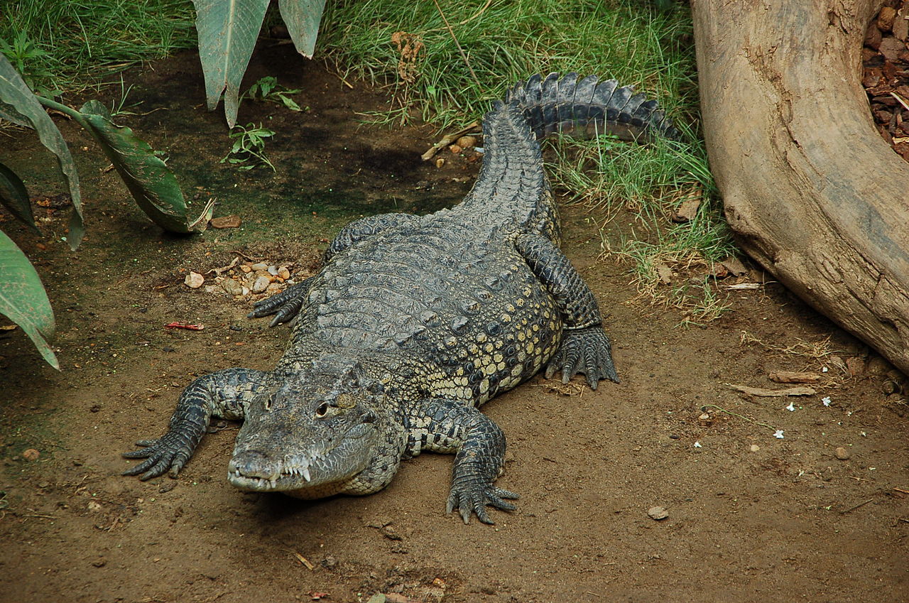 1280px-Crocodile_de_Morelet (1).jpeg