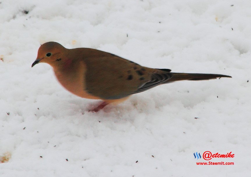 Mourning Dove PFW10_0382.JPG