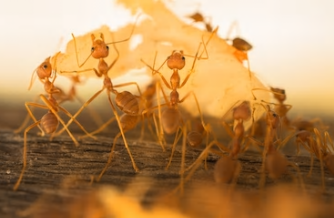 antfood.png