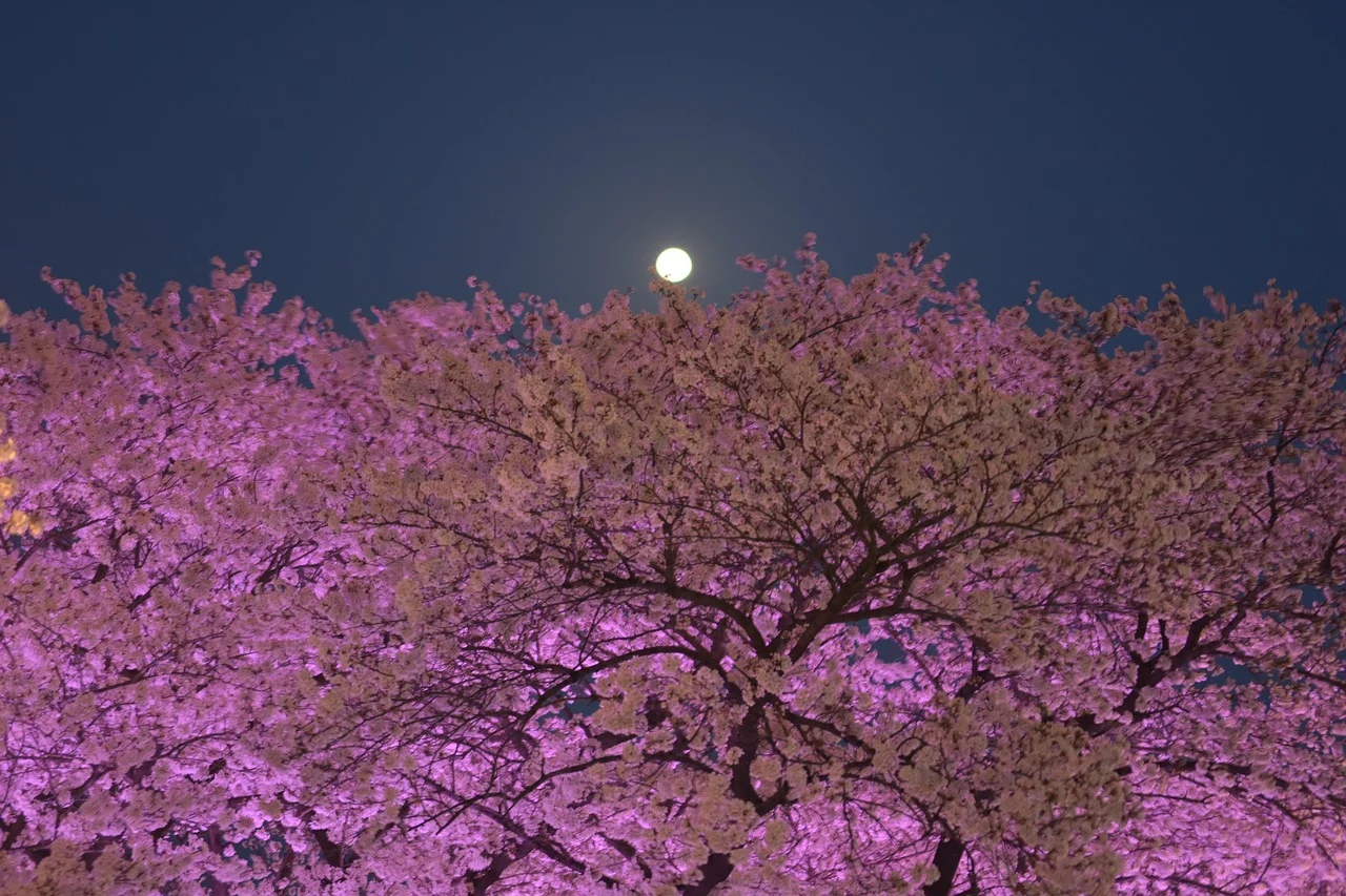 Розовые деревья в горах. Сакура пурпурная (мелкозубчатая. @Cherryblossom Корея. Розовое дерево. Фиолетовая Сакура.