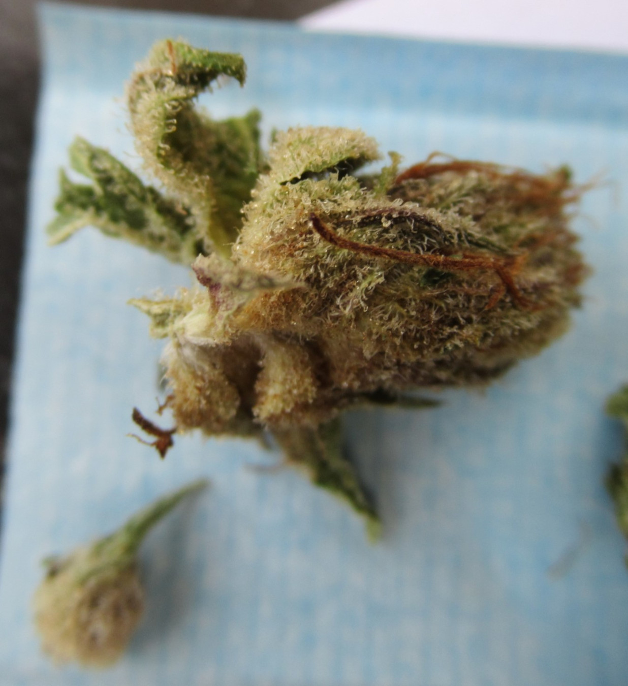 microsplitnugtopshine.jpg