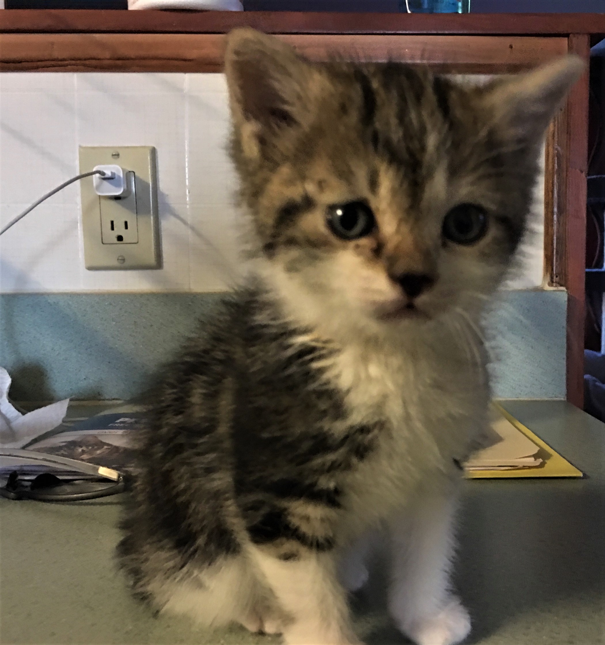 miles approx 4wks old.jpeg