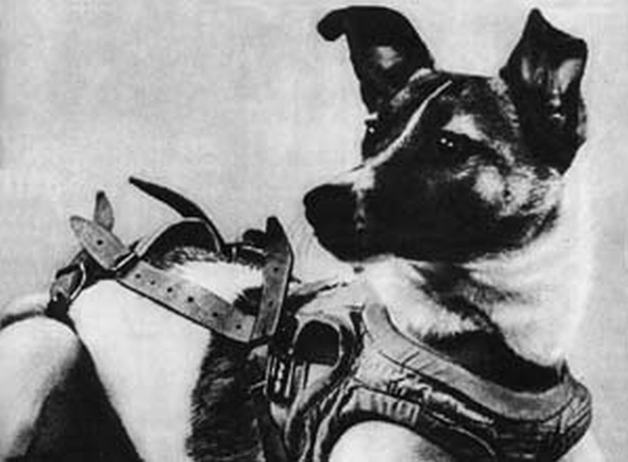 laika.jpg
