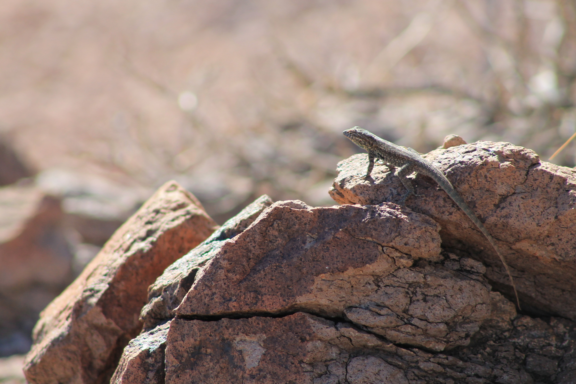 lizard1.JPG