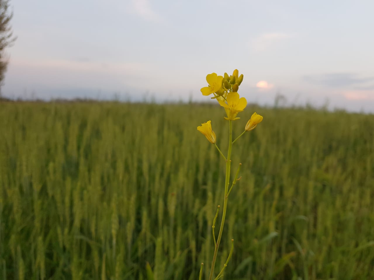 farm photos (14).jpeg