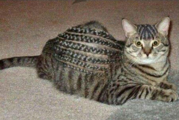 image.jpeg