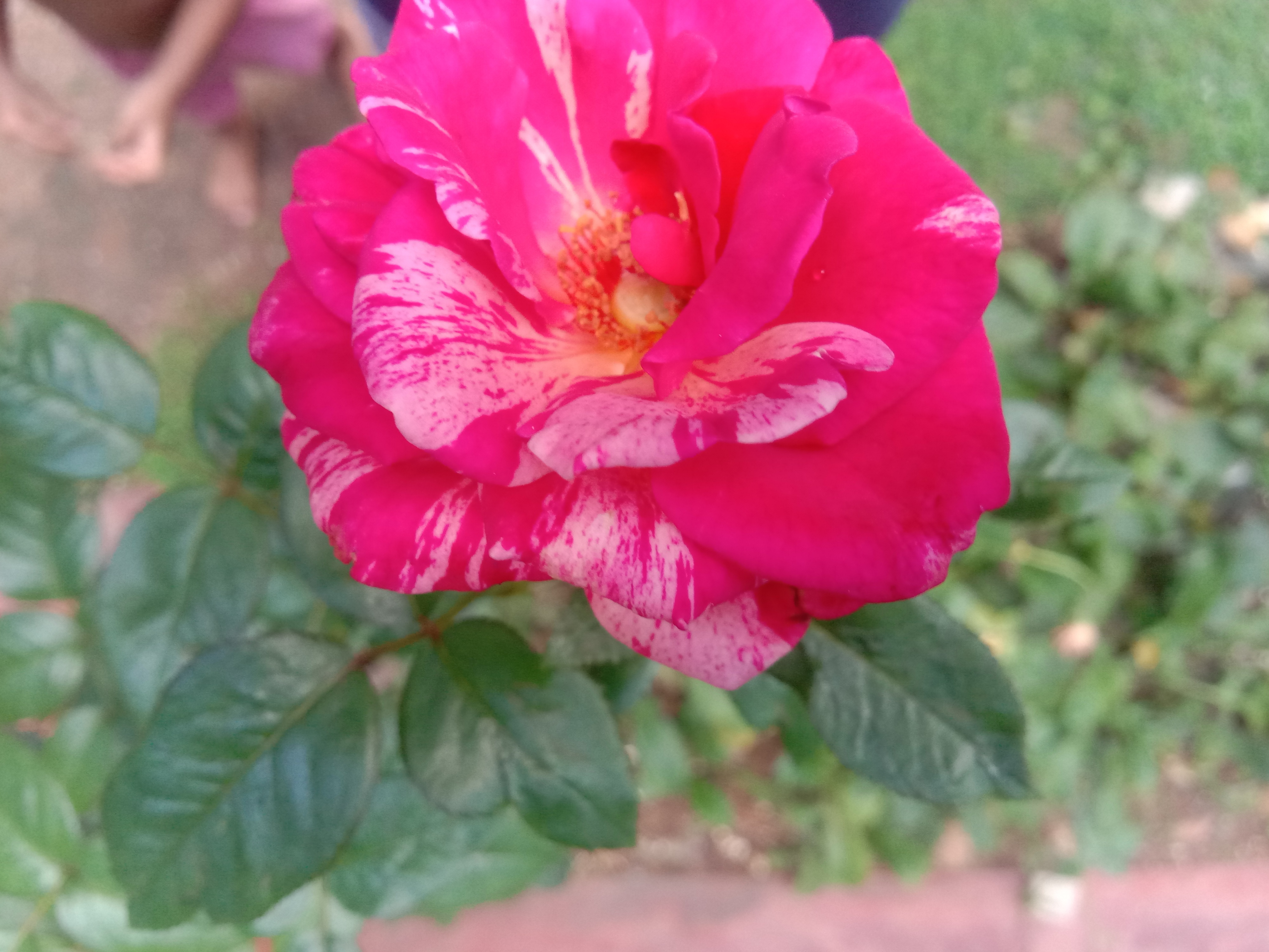 IMG_20210611_210944.jpg