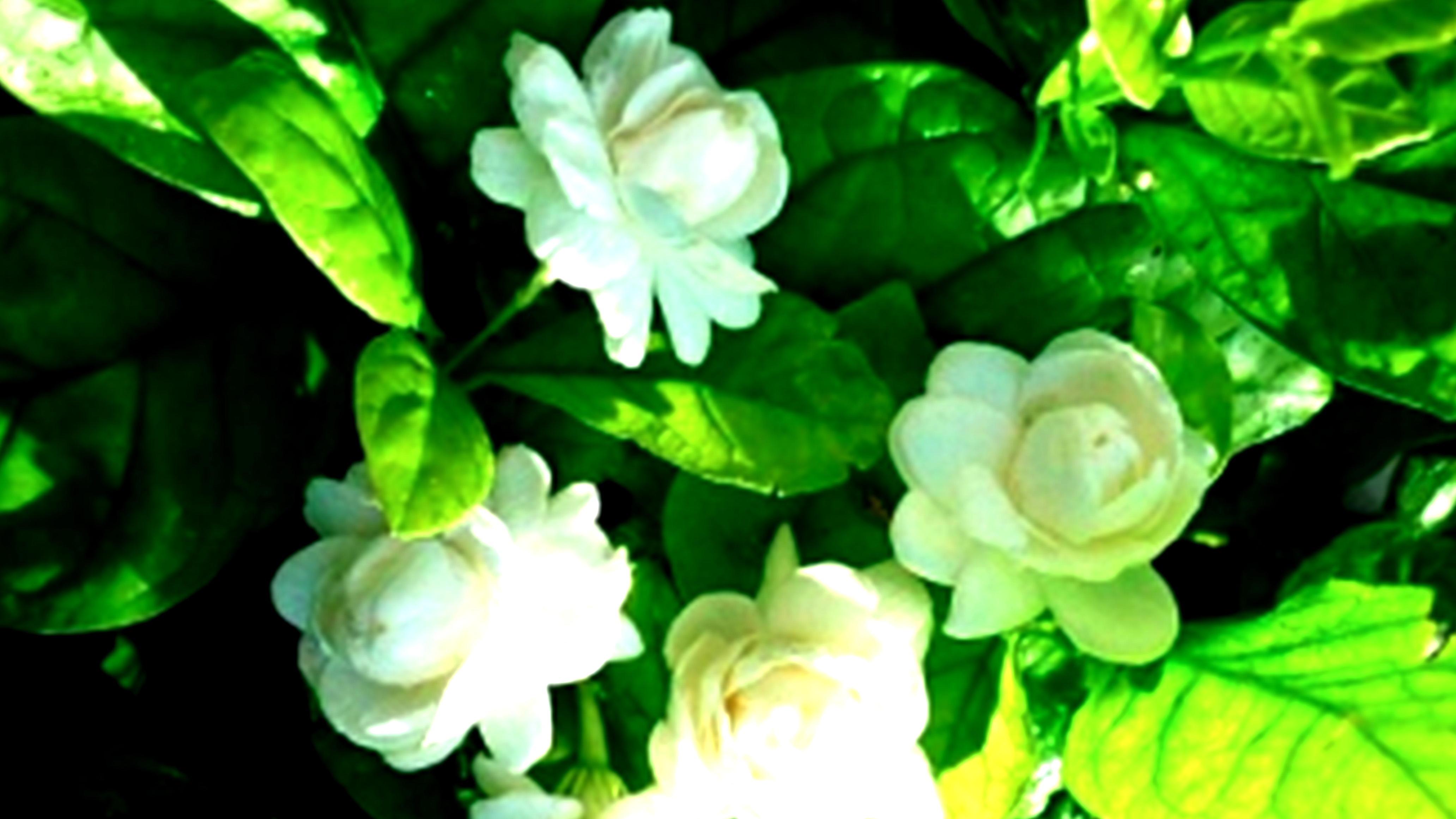 20180904_125632 0.jpg