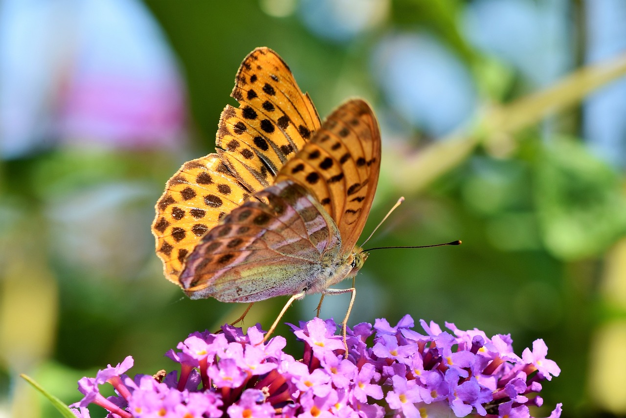 butterfly-g44c57a71b_1280.jpg