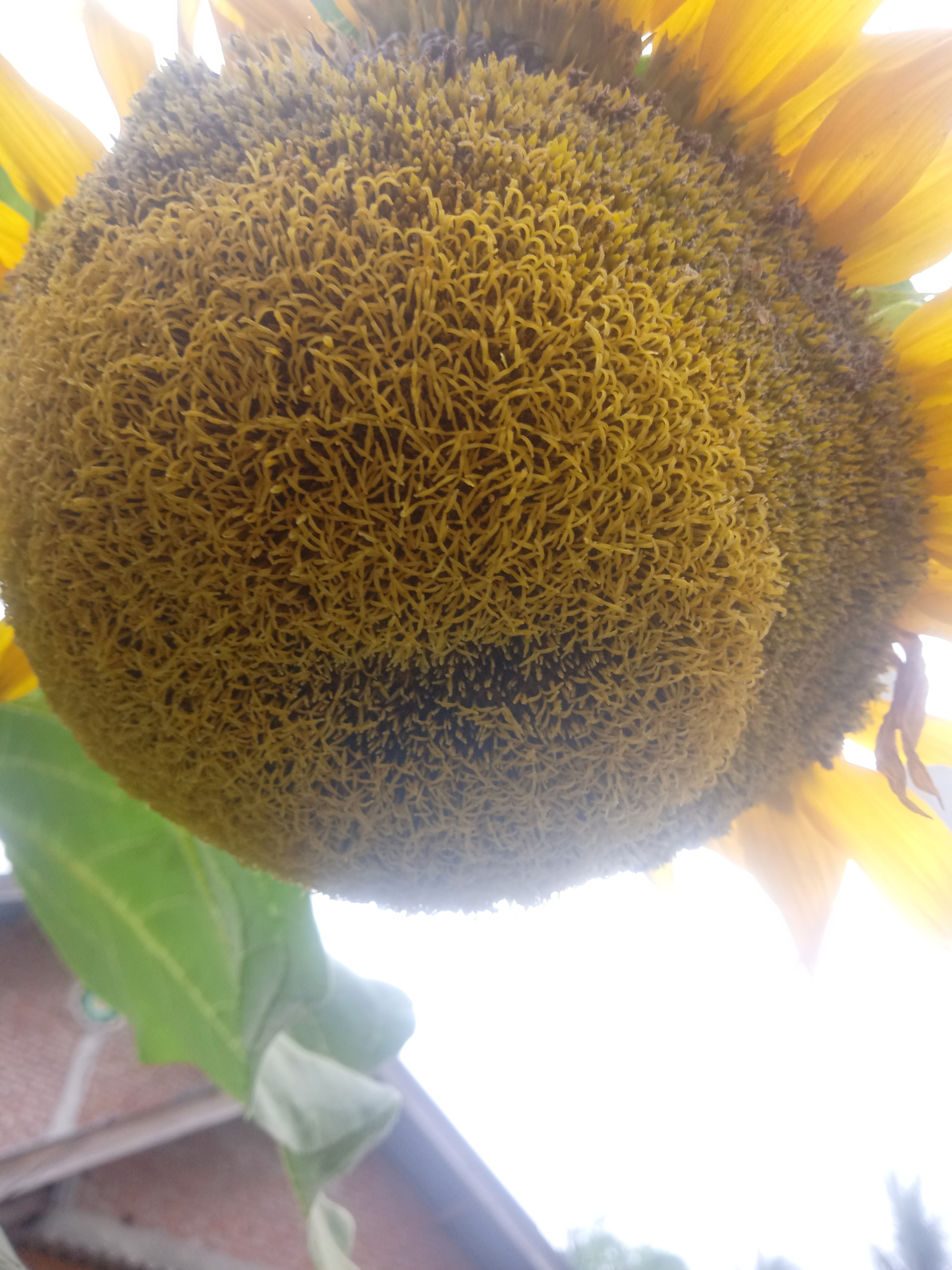 IMG20210625152732.jpg