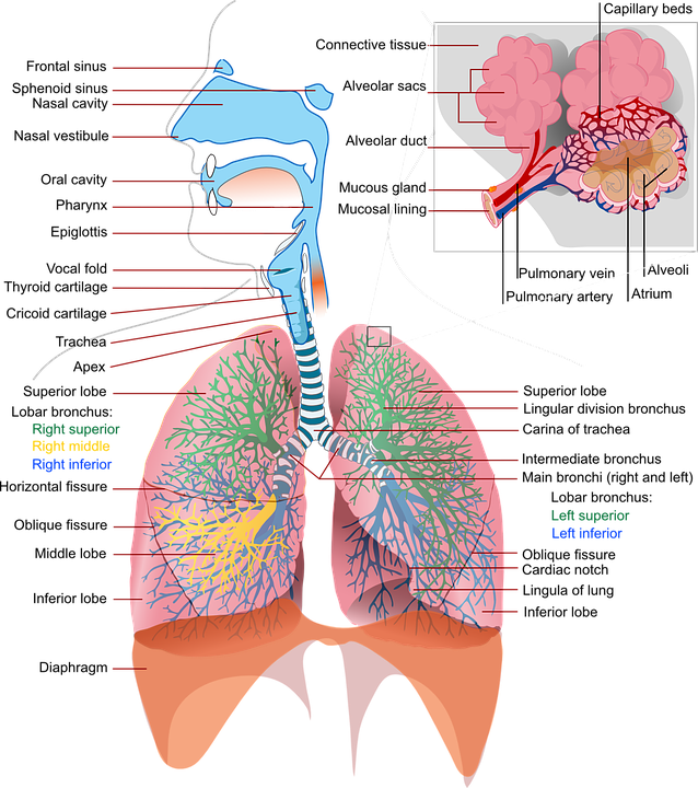 health-41508_960_720.png