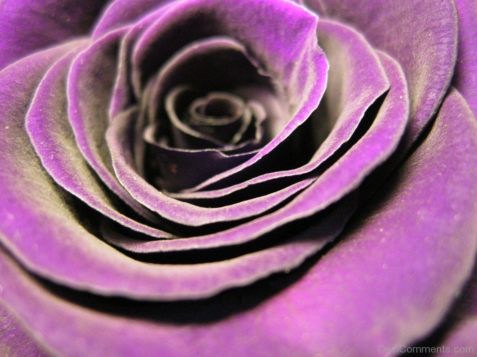 Violet-Rose-Flower.jpg