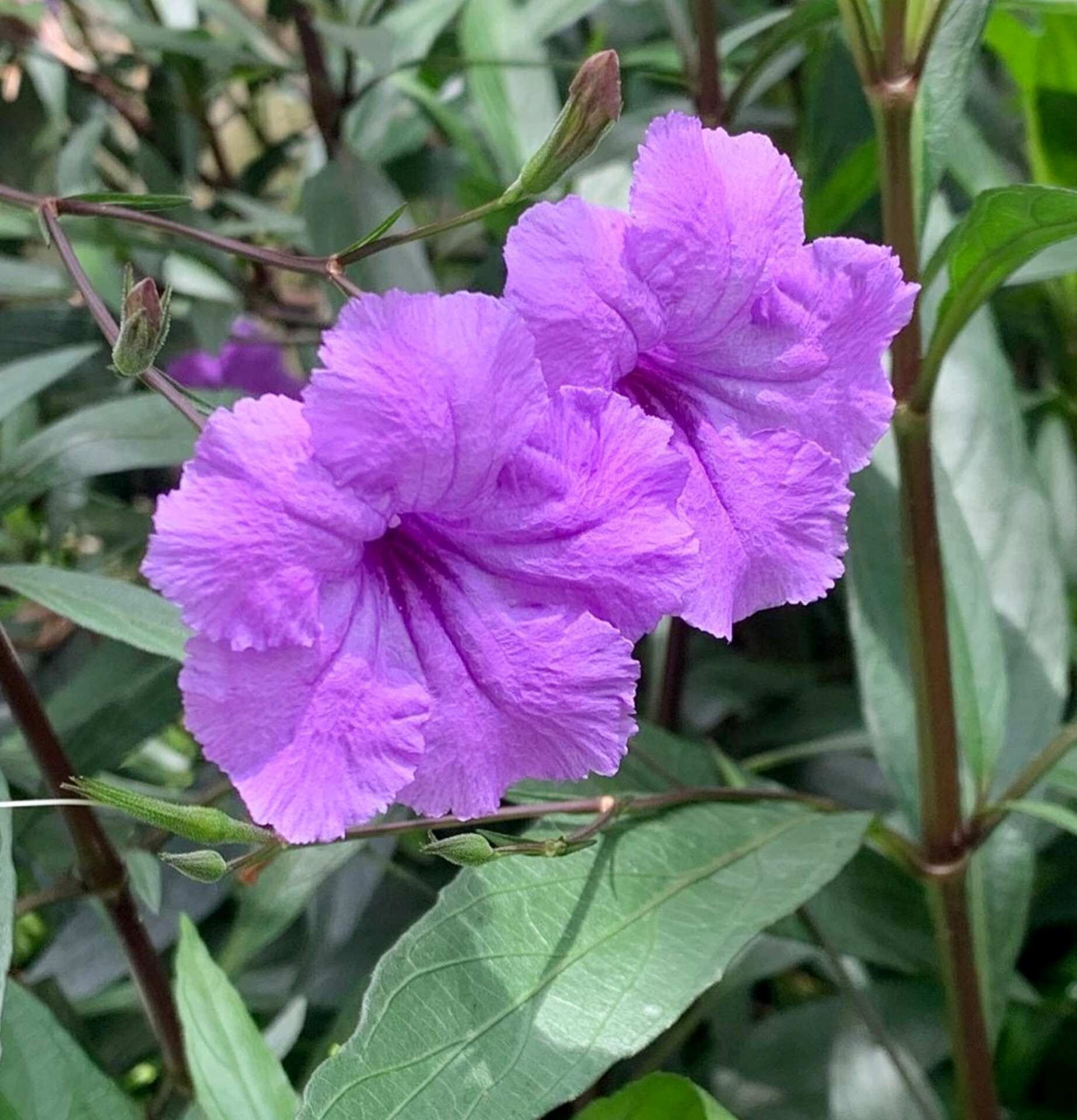 Ruellia angustifolia flower (1).jpg
