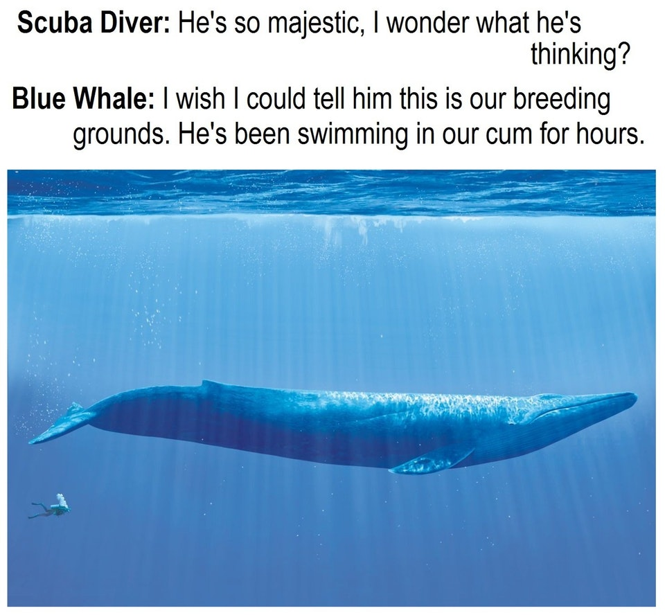 Синий кит длина. Синий кит в сравнении. Синий кит и человек Размеры. Синий кит Размеры.