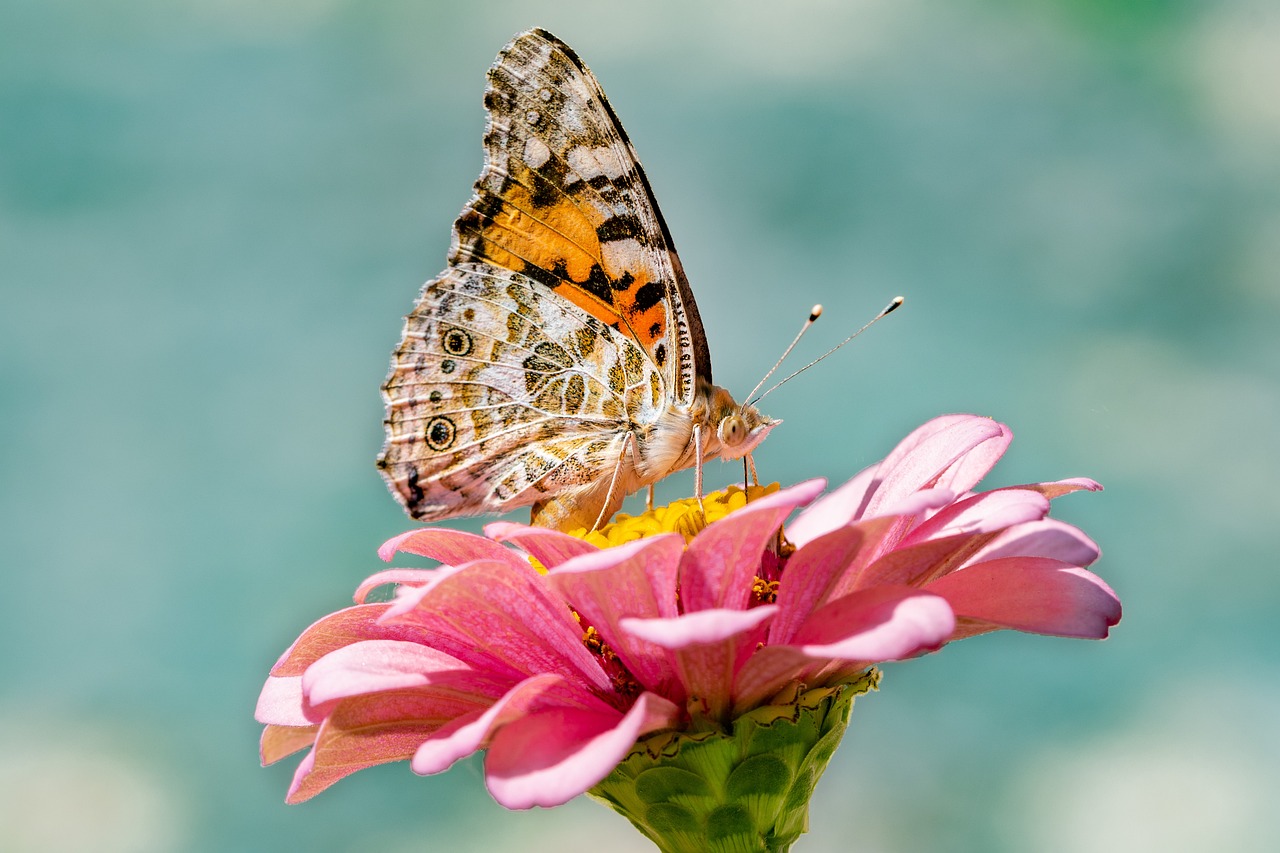 butterfly-g3ee0d52ba_1280.jpg