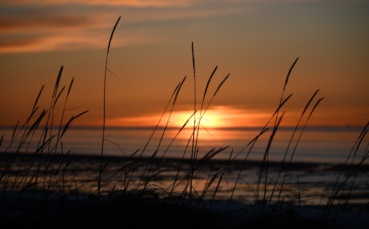 120 grassy sunset.jpg