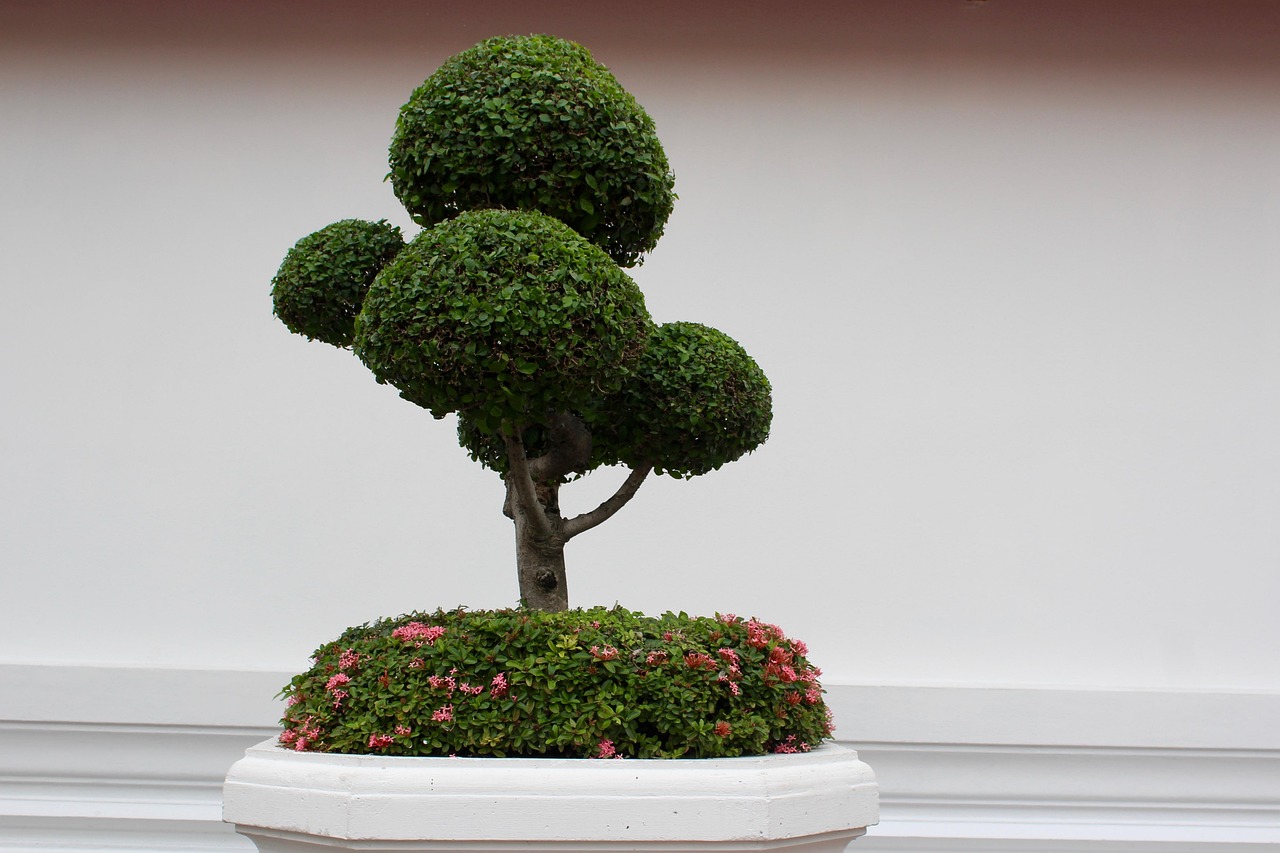 bonsai-1171555_1280.jpg