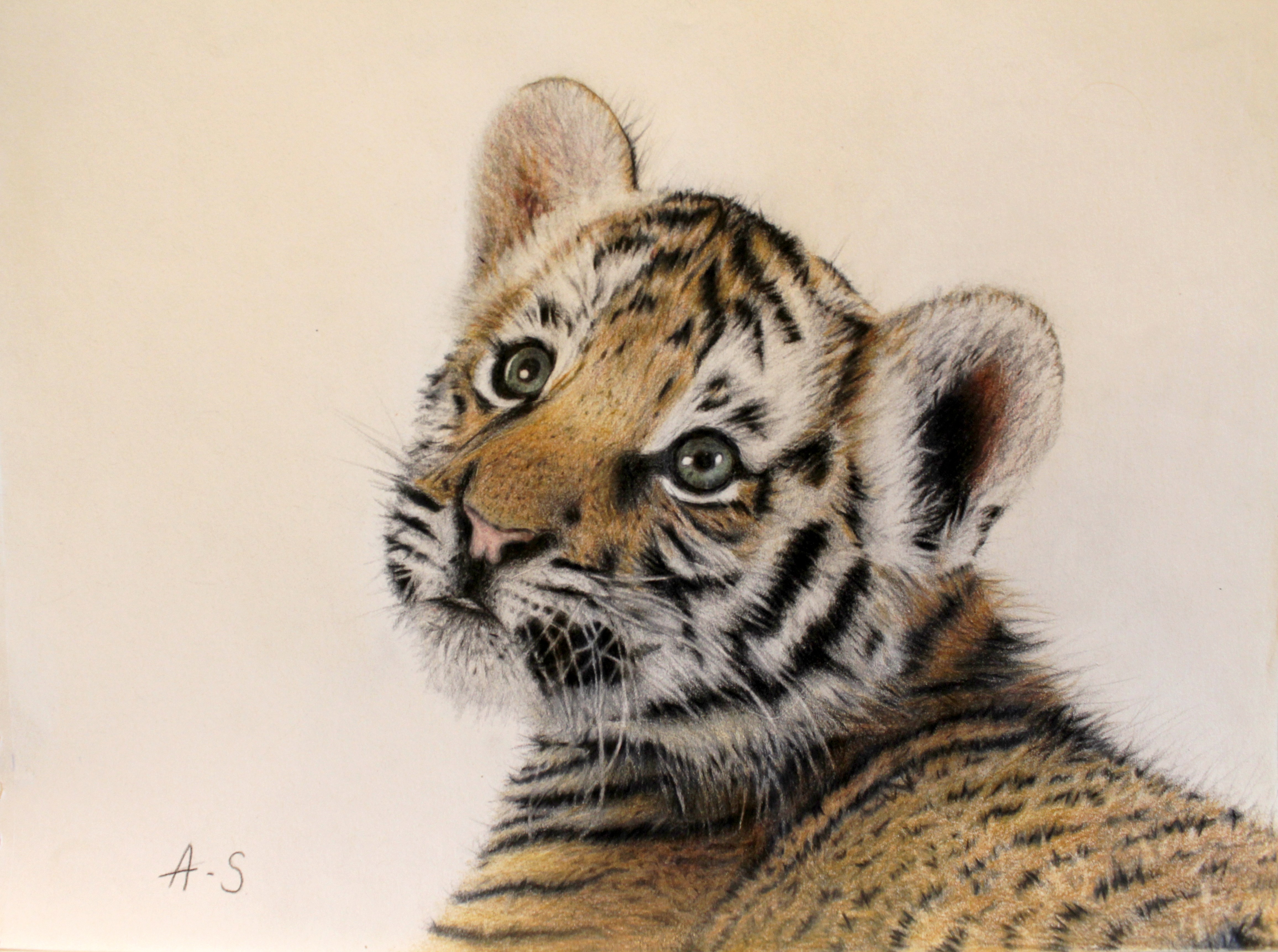 tiger drawing | Remrov's Artwork