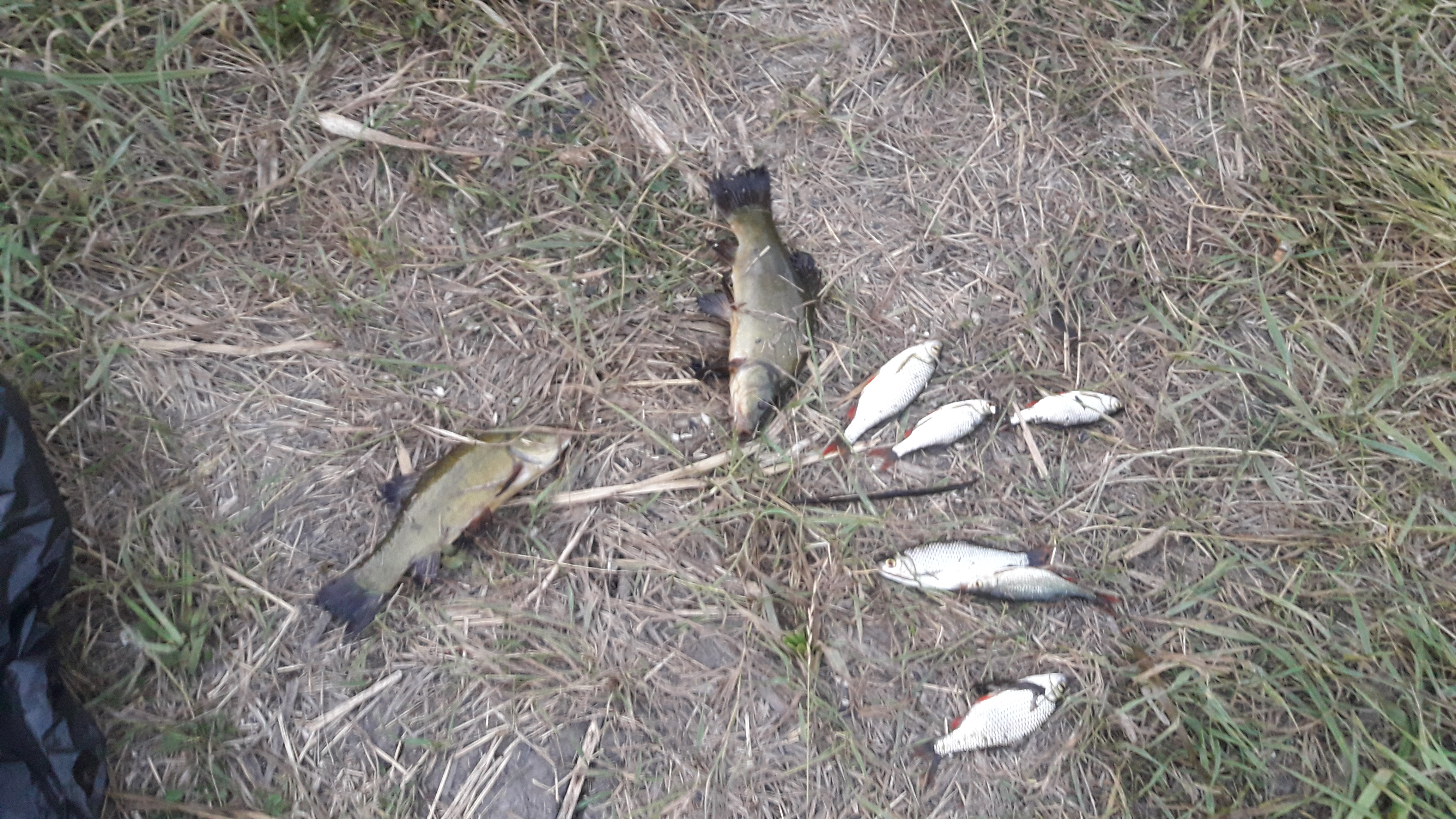 20200815_201529.jpg