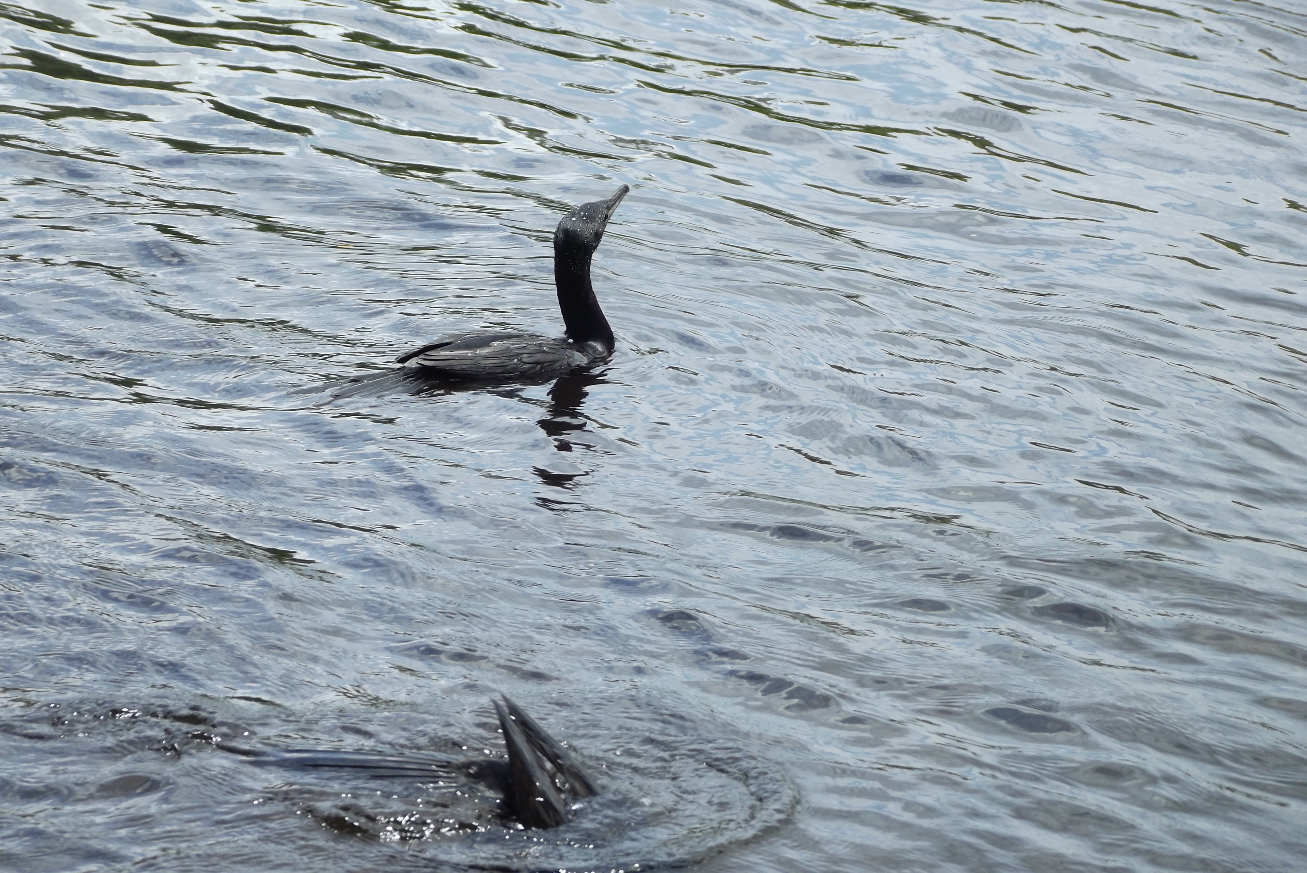 DSCF6054.jpg