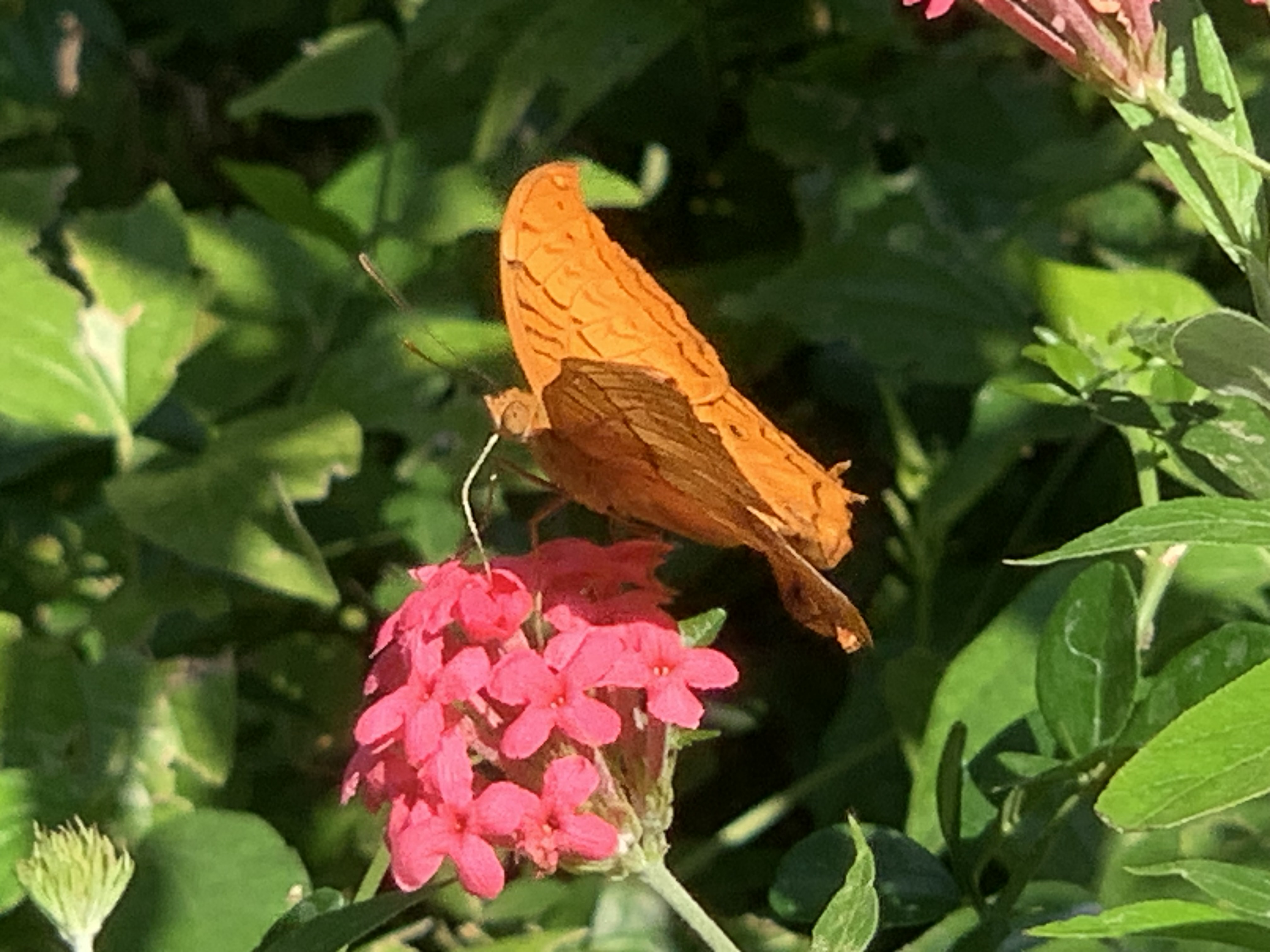 Bangkok Butterfly Garden & Insectarium123.jpg