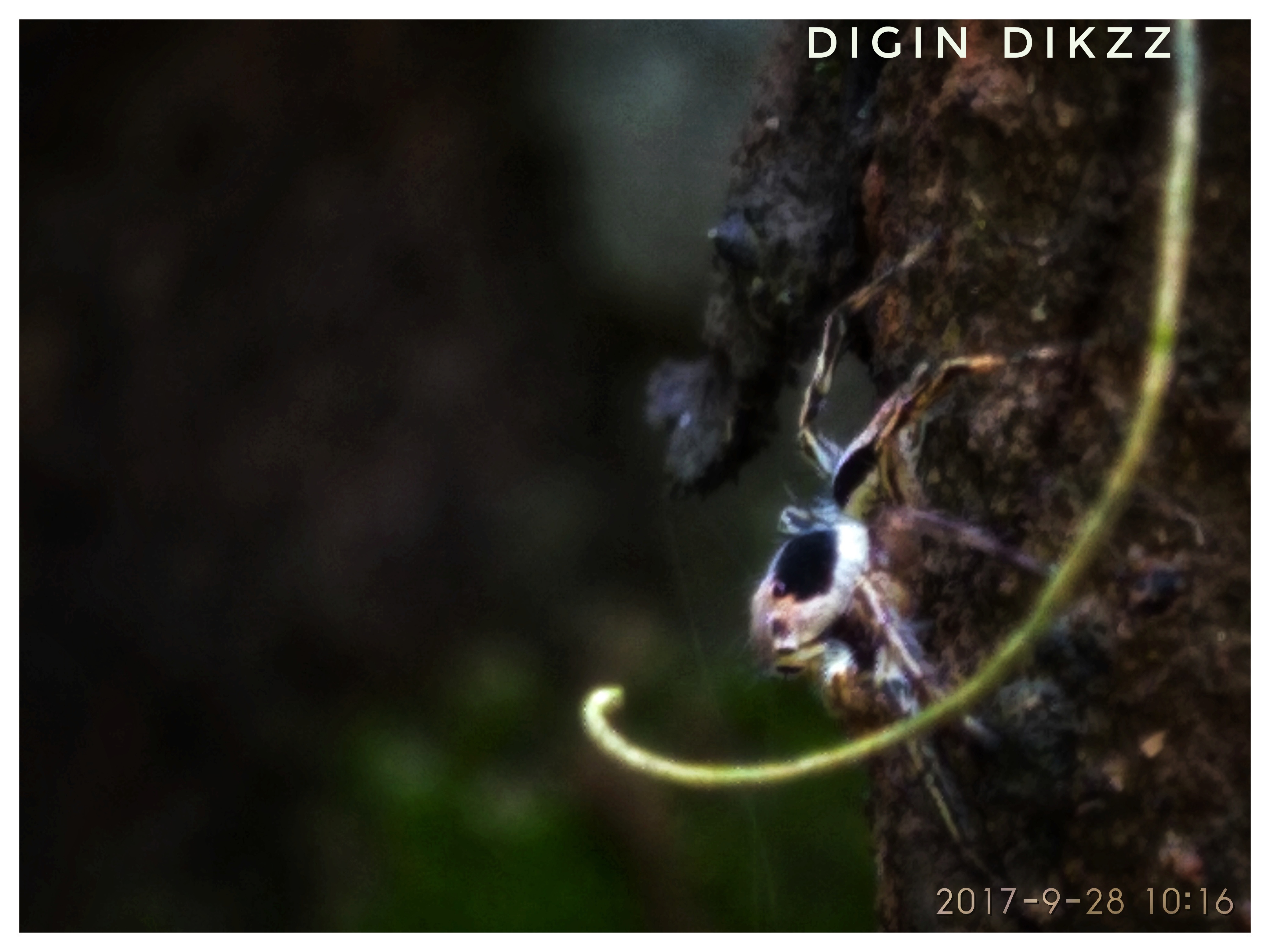 IMG_20180718_09362801.jpeg(https://cdn.steemitimages.com/DQmdakZXzoGh4ZZj2NQcCdeCURcmeEqDJv4dqJP8yG6y5Ms/IMG_20180718_093628-01.jpeg) (https://cdn.steemitimages.com/DQmee8G6VK4wbLxkt7wbJ2UL1UrDKKmbfeK6oN3MykZ2jQ7/IMG_20180627_164648-01-01.jpeg) ![SAVE_20171120_135145-1-01.jpeg