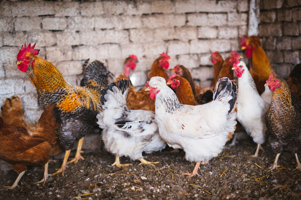 poultry-management.jpg