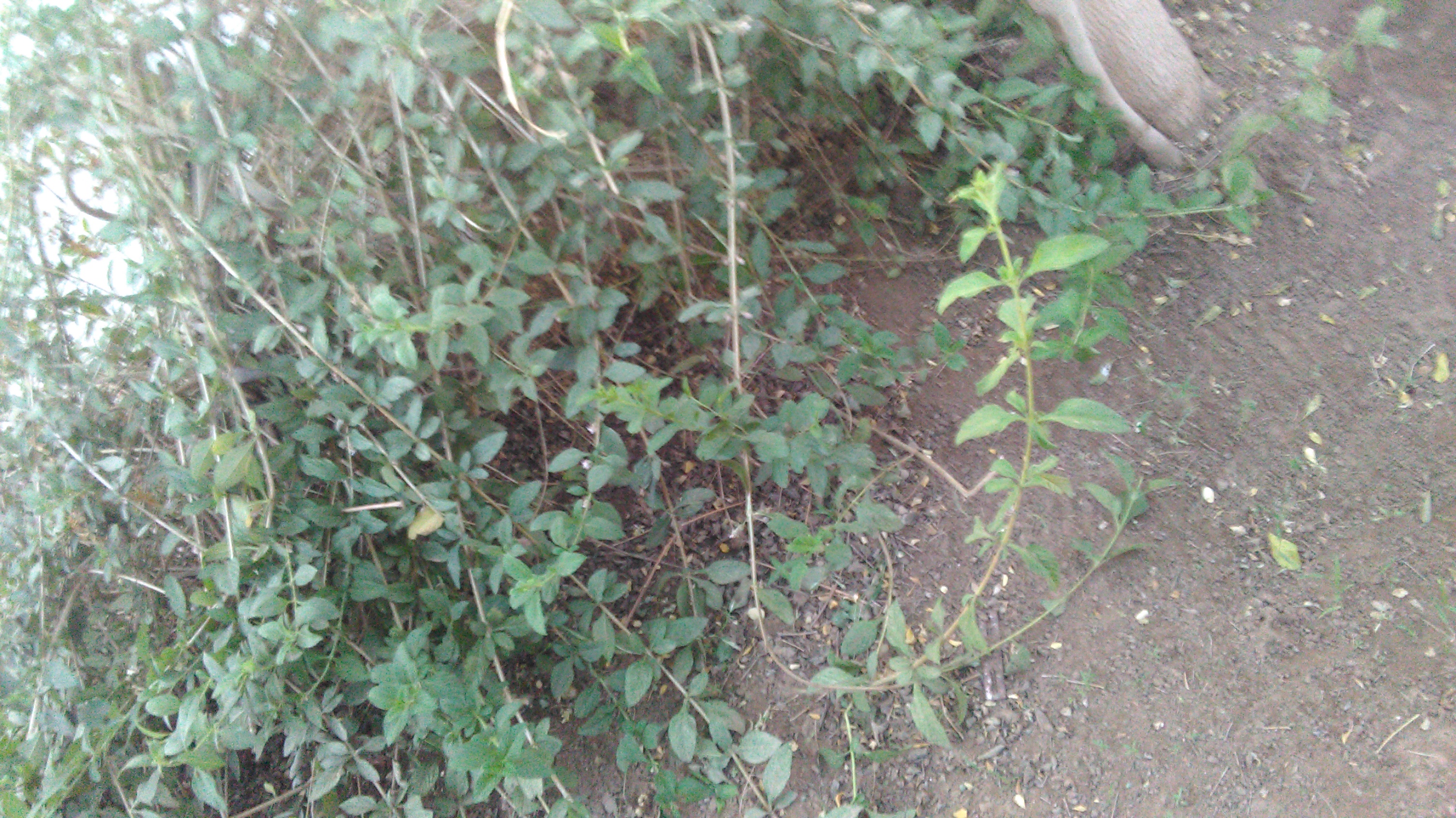 IMG_20180615_184834 (1).jpg
MY GARDEN
Good day friends, due to the economic crisis in Venezuela some we decided to plant fruit trees and healing, I planted them with the help of my spouse and have grown a lot, thanks to God, among them is the Moringa is used to cure many diseases In addition to energy,banana or bananas, the banana, the topocho a type of small banana, aloe or Aloe as useful whereas for Burns even, Melissa, do a you is rich and aid in digestion, relax among others. I'll show you the images. I hope you like it. I wish you a beautiful day!I can not forget the one that my husband planted jejeje
![