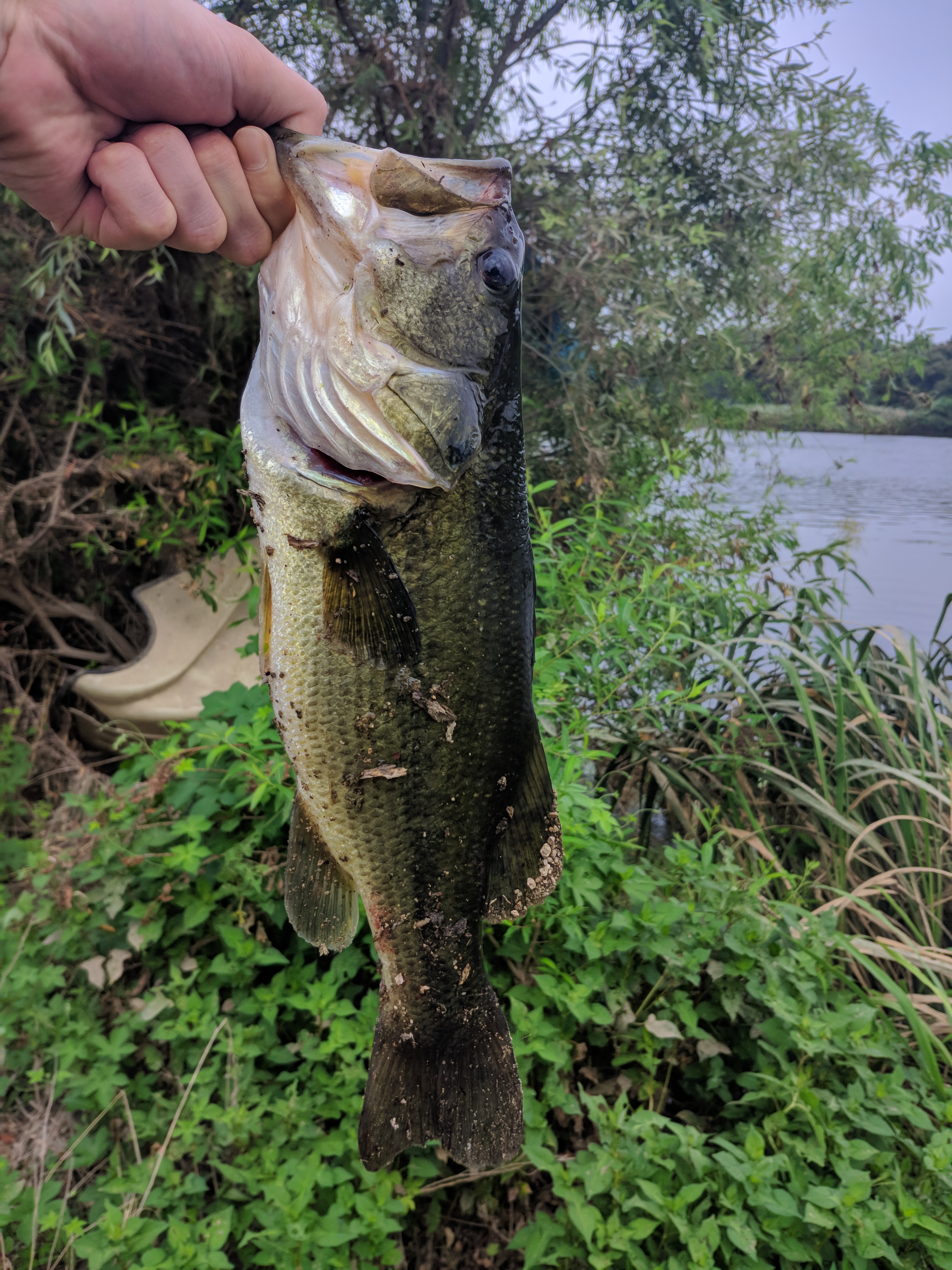 IMG_20180728_073715.jpg