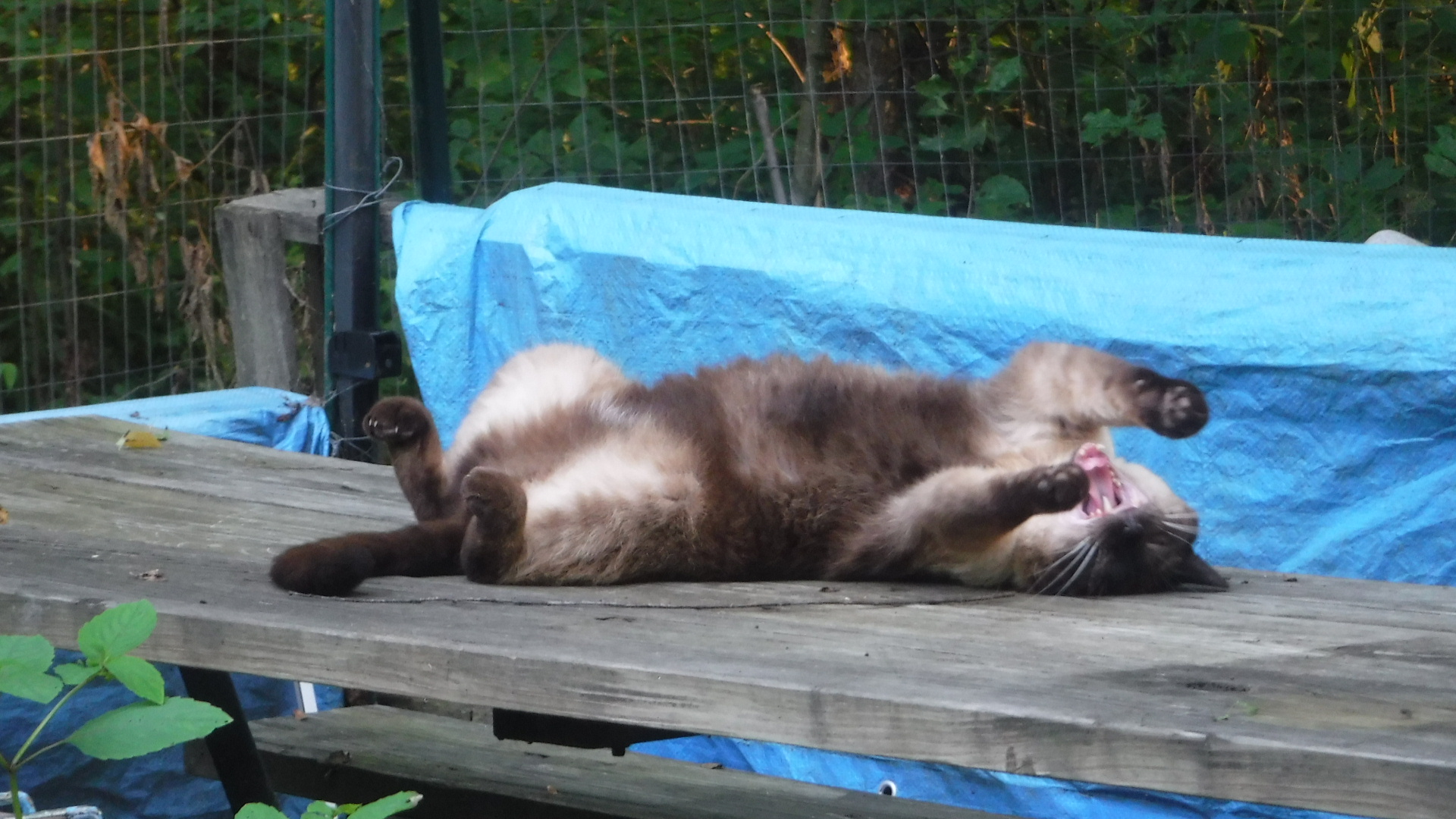 DSCF6205.JPG