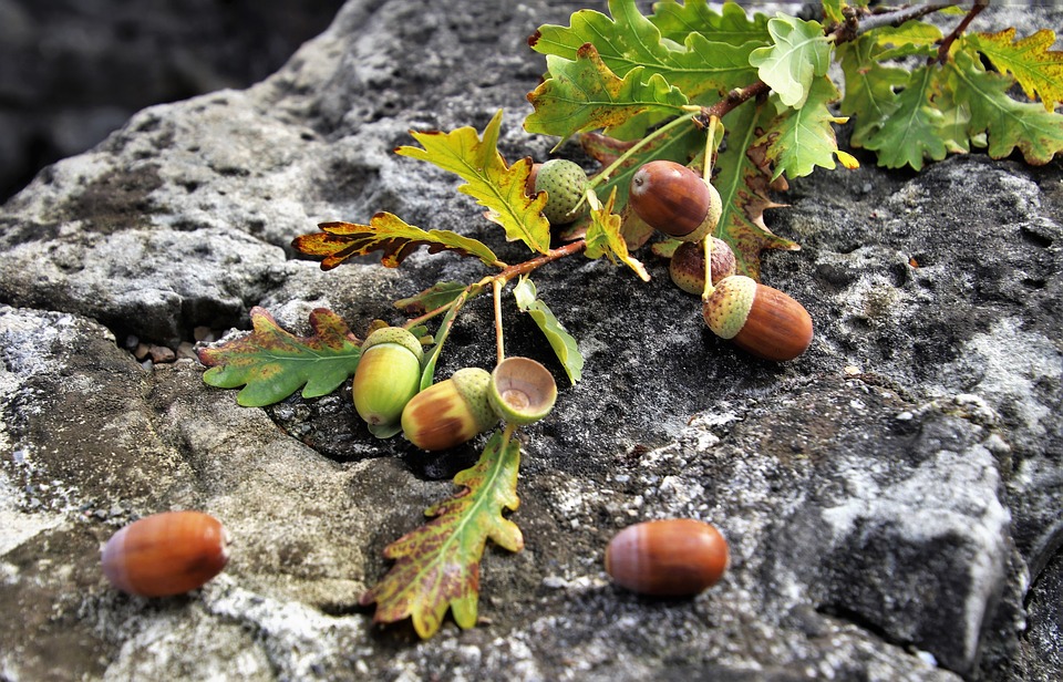 sprig-3687227_960_720.jpg